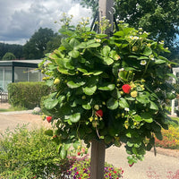 Wandhanger 'Aardbei'