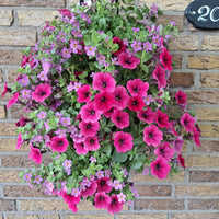 Wandhanger 'Bacopa met Petunia roze´