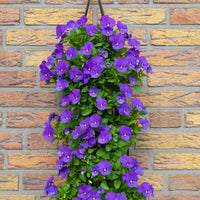 Wandhanger Viool 'True Blue'