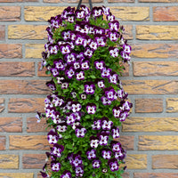 Wandhanger Viool 'Mickey'
