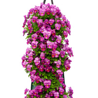 Wandhanger Viool 'Plum Antique'