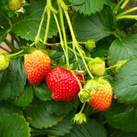 Wandhanger 'Aardbei'