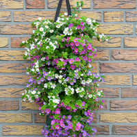 Wandhanger 'Bacopa mix'