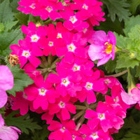 Wandhanger 'Bacopa met Verbena roze'