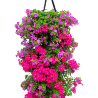 Wandhanger 'Bacopa met Verbena roze'