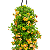 Wandhanger 'Calibrachoa'