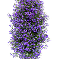 Wandhanger 'Lobelia'