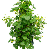 Wandhanger 'Aardbei'