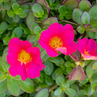 Wandhanger 'Portulaca'