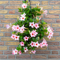 Wandhanger 'Mandevilla licht roze'