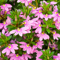 Wandhanger 'Scaevola roze´