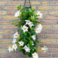 Wandhanger 'Mandevilla wit'