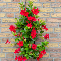 Wandhanger 'Mandevilla rood'