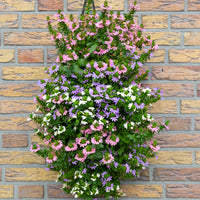 Wandhanger 'Scaevola 3 kleuren mix´
