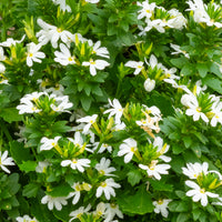 Wandhanger 'Scaevola wit´