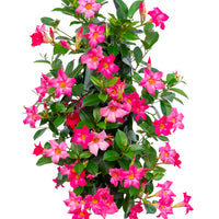 Wandhanger 'Mandevilla roze´