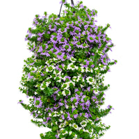 Wandhanger 'Scaevola Blue White mix'