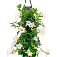Wandhanger 'Mandevilla wit'