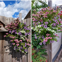 Wandhanger 'Scaevola 3 kleuren mix´