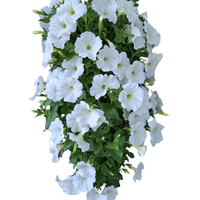 Wandhanger 'Petunia wit'