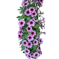 Wandhanger 'Petunia roze'