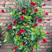 Wandhanger Mandevilla rood