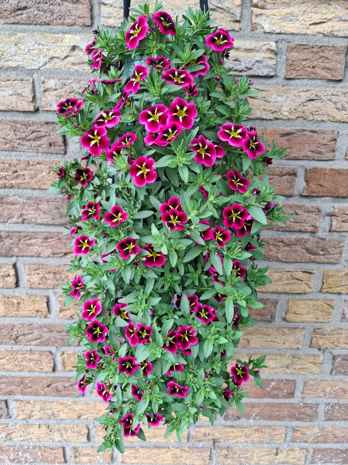 Million Bells Good Night Kiss