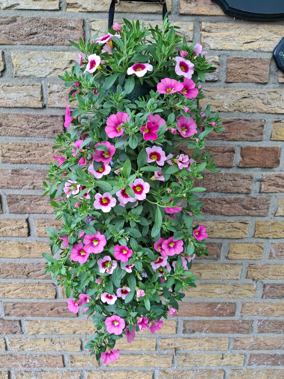 Million Bells Pink mix