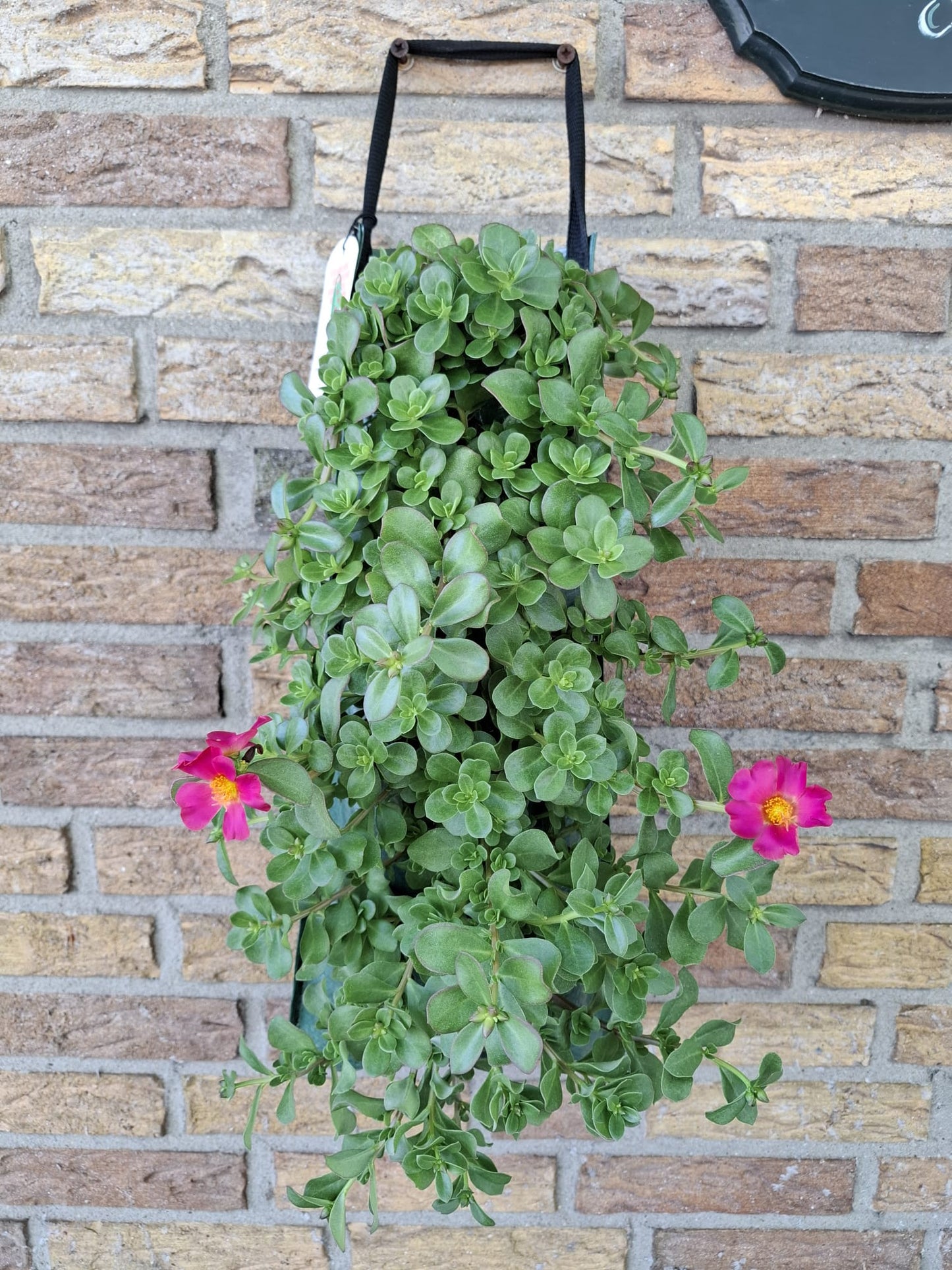 Wandhanger Portulaca