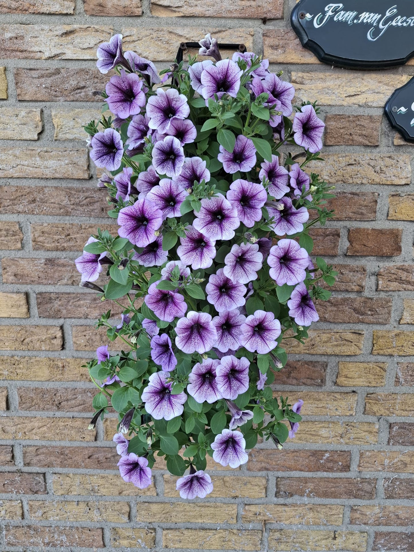 Petunia Purple