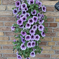 Wandhanger 'Petunia Purple'