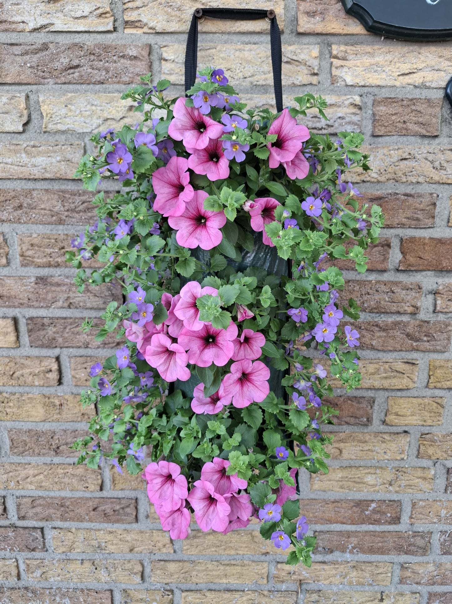 Mix Bacopa Petunia