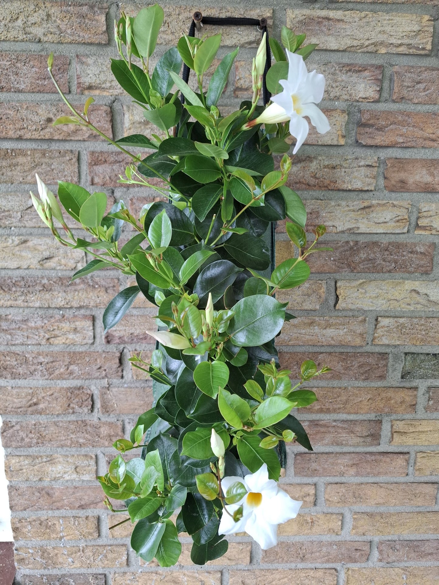 Mandevilla wit