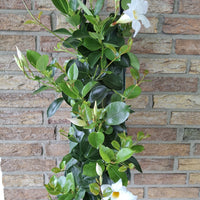 Wandhanger 'Mandevilla wit'