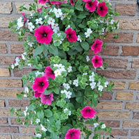 Wandhanger 'Bacopa wit met Petunia roze'