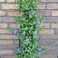 Wandhanger 'Scaevola Blue´