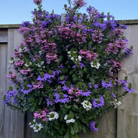 Wandhanger 'Scaevola 3 kleuren mix´