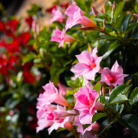 Wandhanger 'Mandevilla roze'
