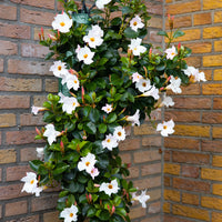 Wandhanger 'Mandevilla wit'