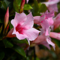 Wandhanger 'Mandevilla roze'