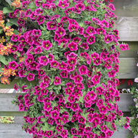 Wandhanger 'Million Bells Good Night Kiss'