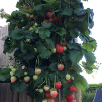 Wandhanger 'Aardbei'