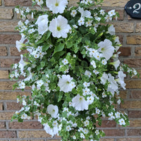 Wandhanger 'Bacopa met Petunia wit'
