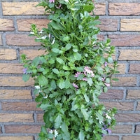 Wandhanger 'Scaevola 3 kleuren mix´