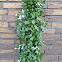 Wandhanger 'Scaevola Blue White mix'