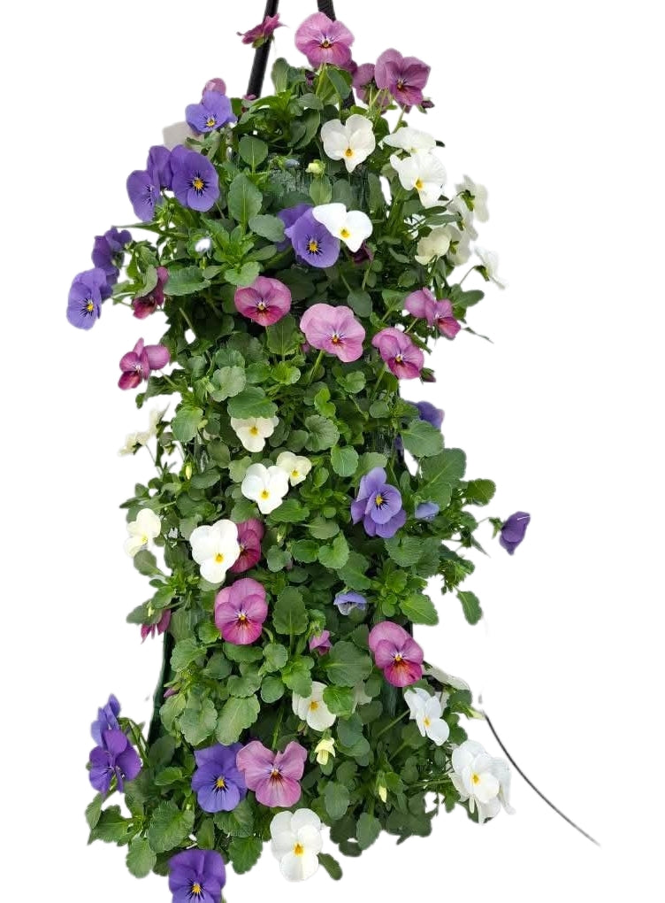 Viola 'True Blue mix'