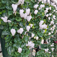 Wandhanger Cyclaam wit