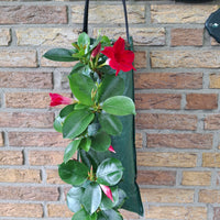 Wandhanger 'Mandevilla rood'
