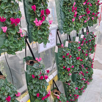Wandhanger Cyclaam violet met roze