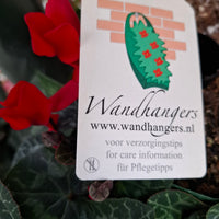 Wandhanger Cyclaam rood